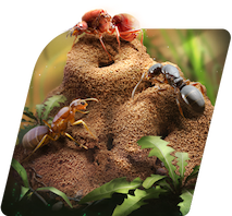 The Ants