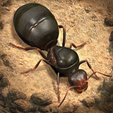 The Ants